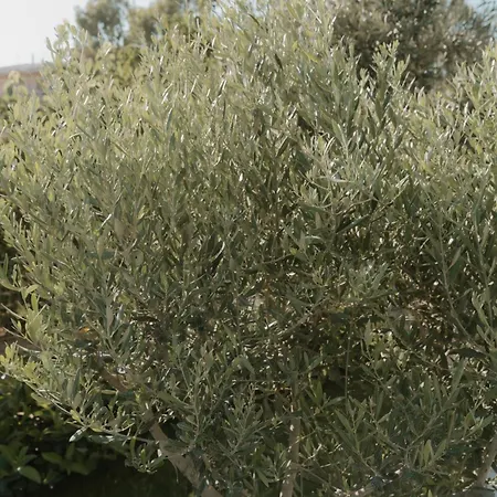 Ollenia's Harmony Luxury