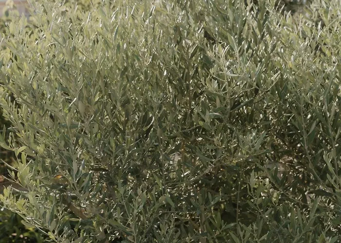 Ollenia's Harmony Luxury