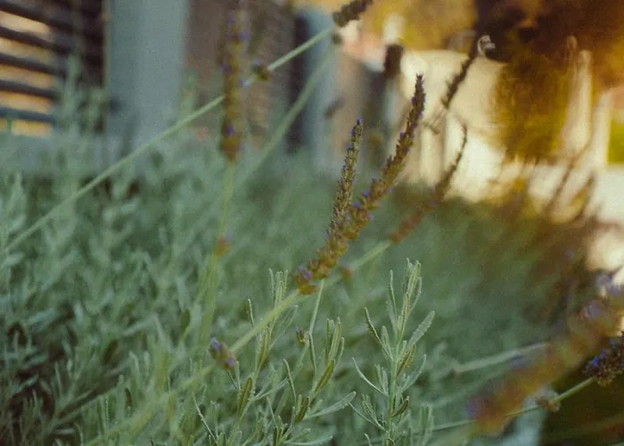 Appartement Ollenia's Harmony Luxury Derveni